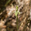 _17C8746 White Fingers (Caladenia chlorostyla)